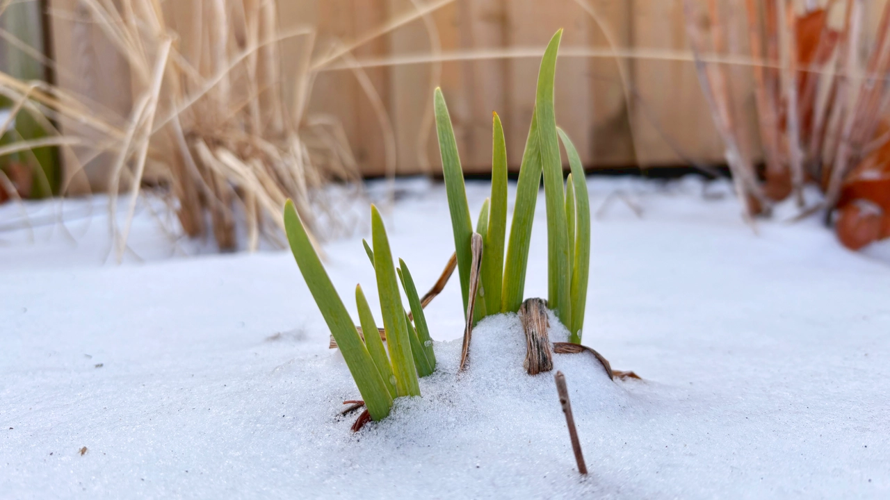 Green blue flag iris (iris versicolor) shoots emerging through snow in a winter garden, with dried grasses and stems in the background.