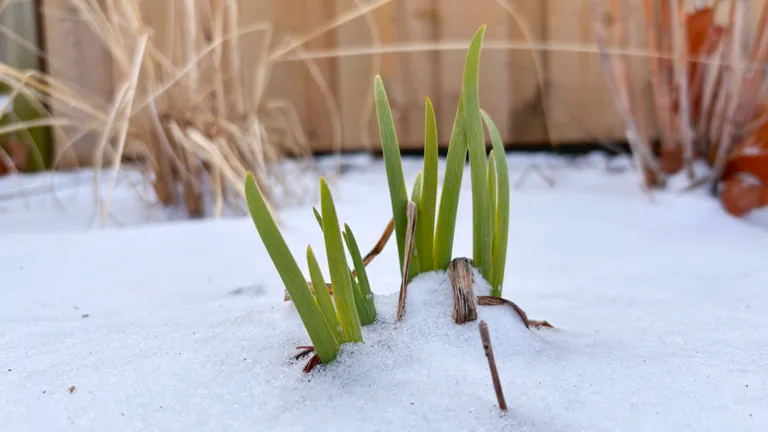 Blue flag iris (iris versicolor) emerging through the snow.