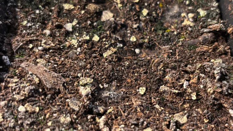 White mold and fuzz forming on damp seed-starting soil in a tray.