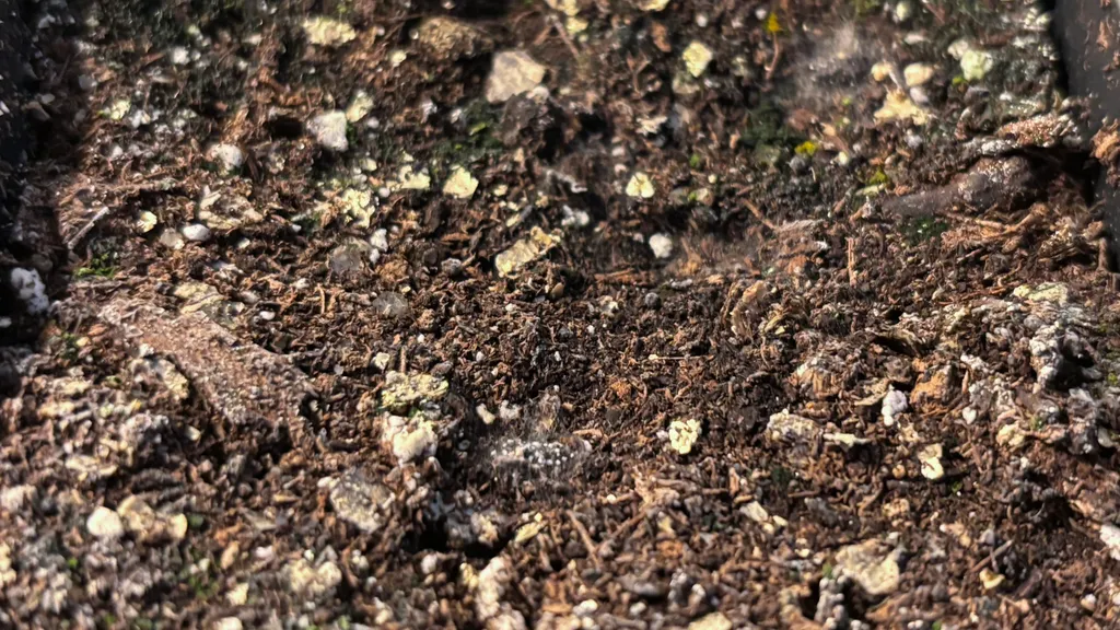 White mold and fuzz forming on damp seed-starting soil in a tray.