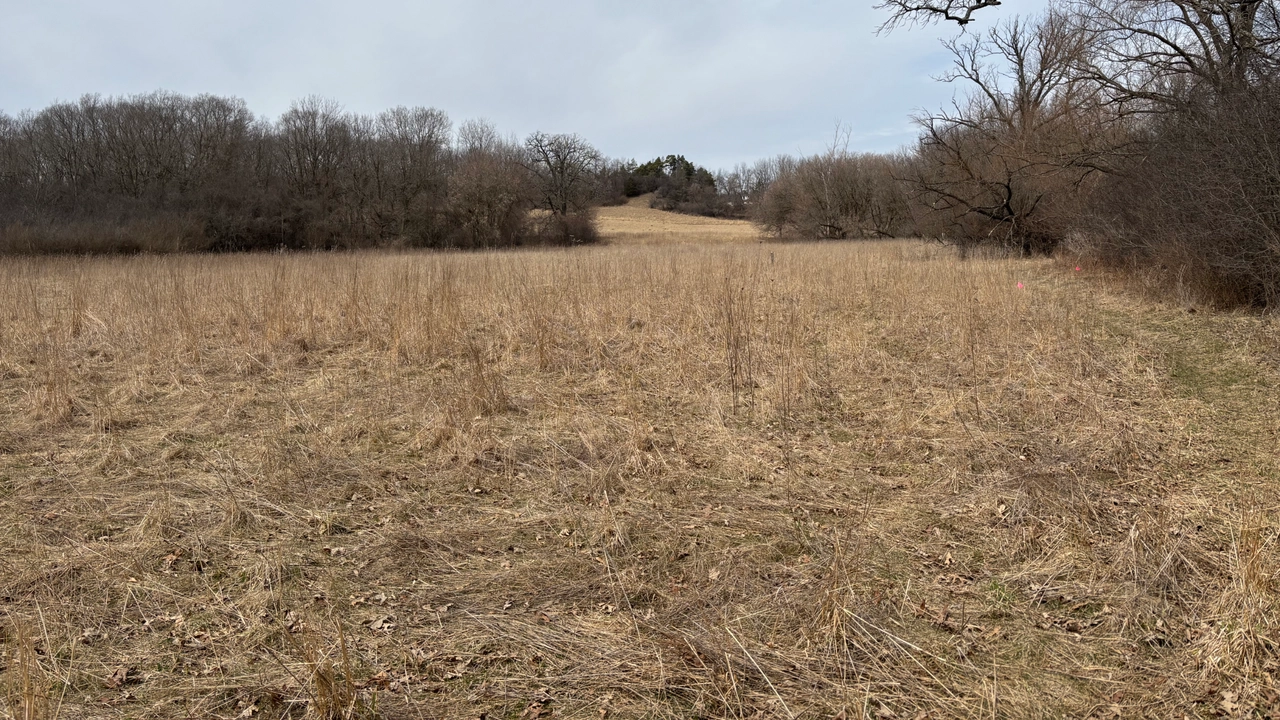 A local field trail in early spring, with dry grasses, fallen branches, and a woodland edge.