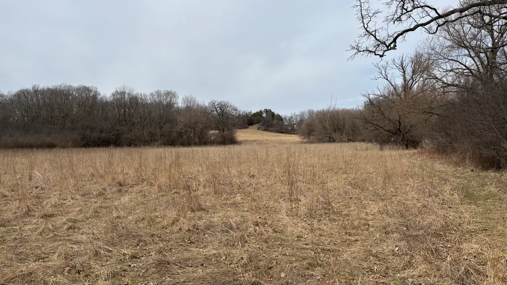 A local field trail in early spring, with dry grasses, fallen branches, and a woodland edge.