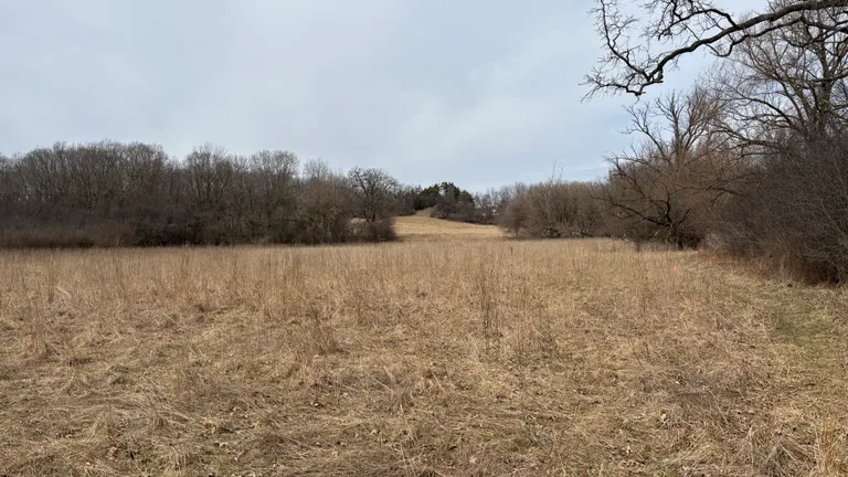 A local field trail in early spring, with dry grasses, fallen branches, and a woodland edge.