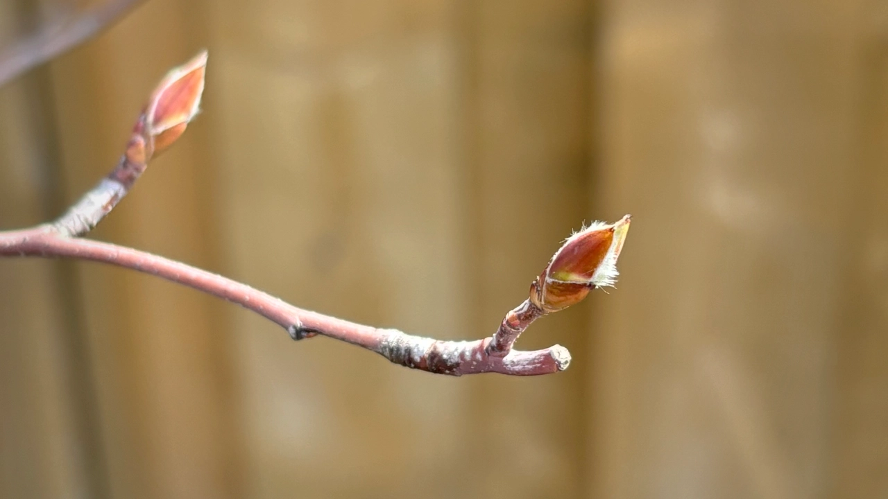 A serviceberry (Amelanchier) bud beginning to open on a branch in an early spring native garden.