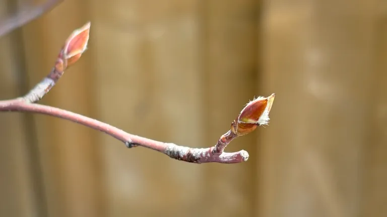 A serviceberry bud beginning to open on a branch in an early spring native garden.