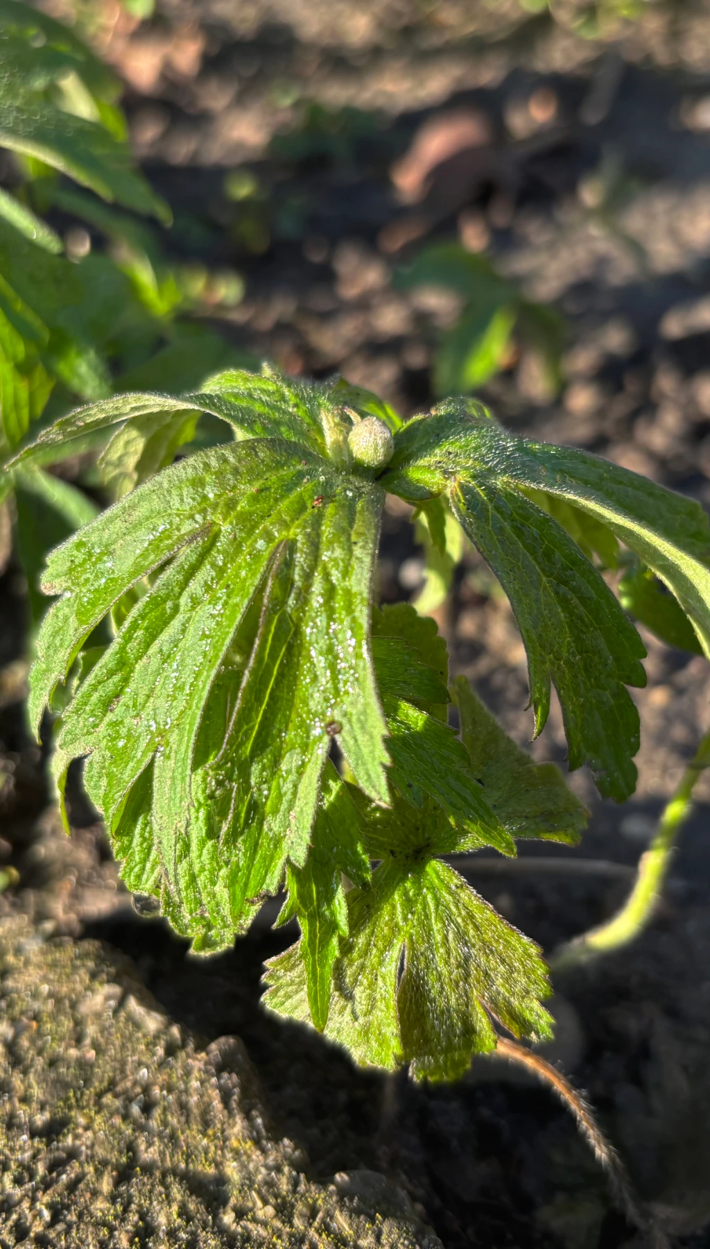 Canada anemone leafing out in spring, with bright green serrated leaves and a small round bud above bare garden soil.