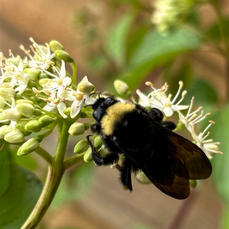 A close-up of an American bumble bee visiting small white flowers of red osier dogwood.