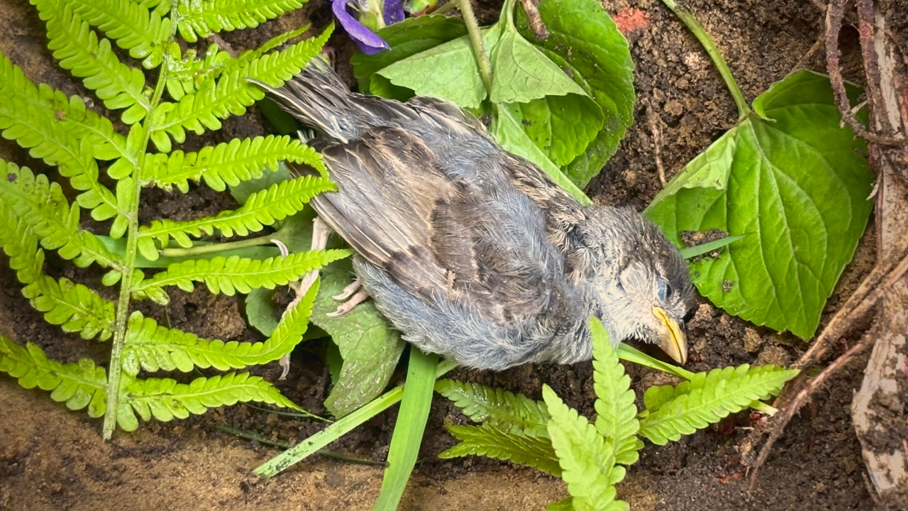 A young sparrow lay among fern fronds, violet leaves, and dark garden soil.