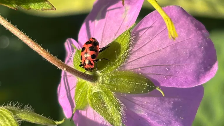 A red and black lady beetle resting on the green sepals of a pink wild geranium flower in a native garden.