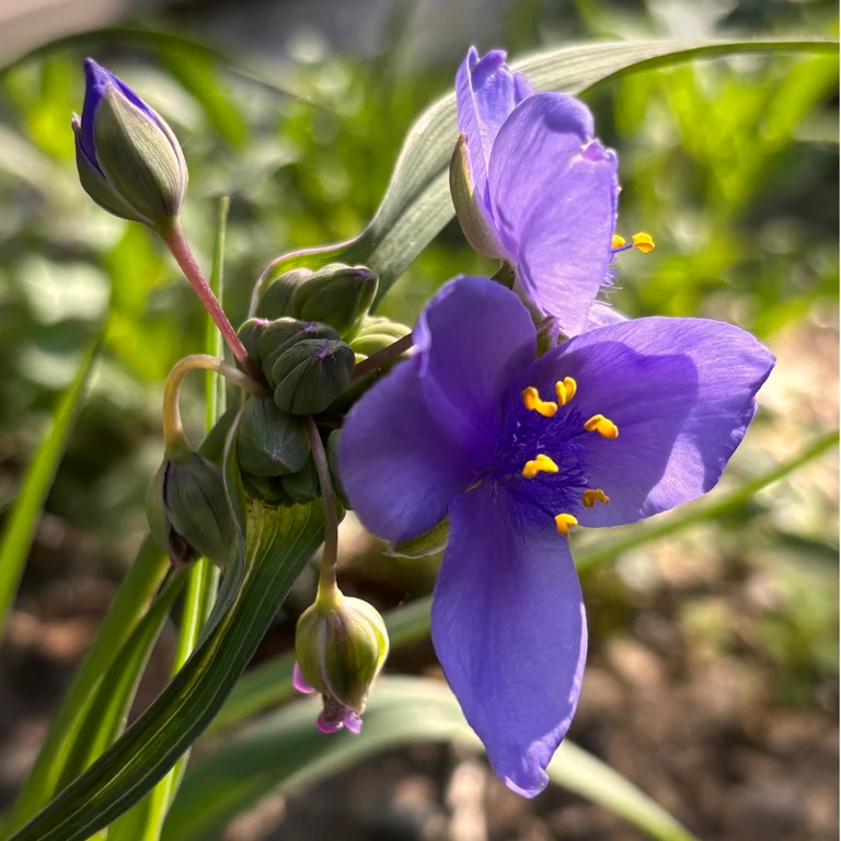 A close-up of a purple Ohio spiderwort flower with yellow anthers, surrounded by buds and long green leaves in a native garden.