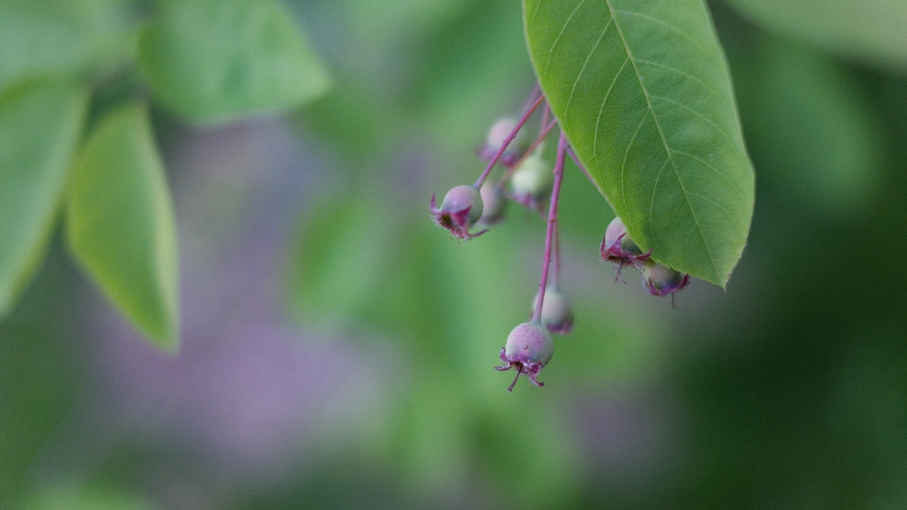 Young green serviceberries forming on a branch after flowering.