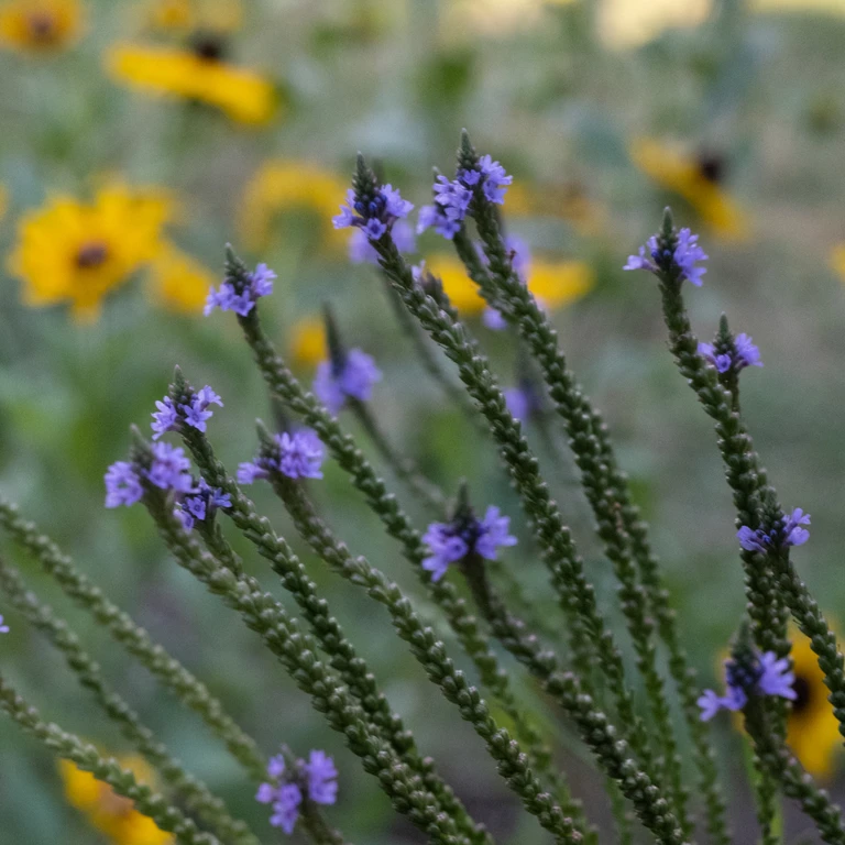 Blue vervain with slender flower spikes and small purple blooms, with black-eyed susan flowers softly blurred in the background.