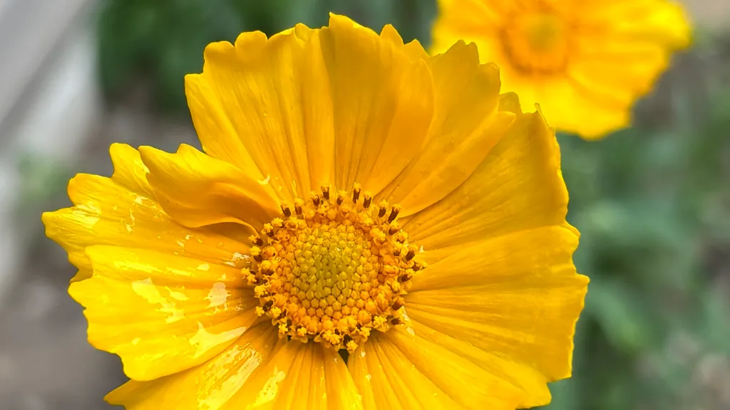 A close-up of a bright yellow lance-leaf coreopsis flower, with a second yellow bloom softly blurred in the background.