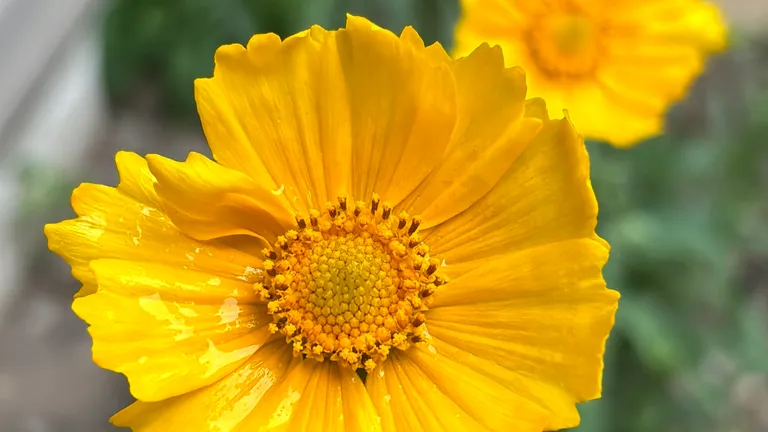 A close-up of a bright yellow lance-leaf coreopsis flower, with a second yellow bloom softly blurred in the background.