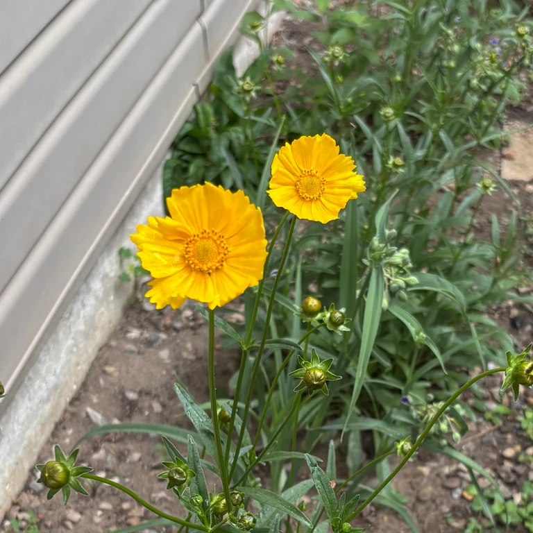 The first two bright yellow lance-leaf coreopsis flowers blooming in a gravelly sandy garden.