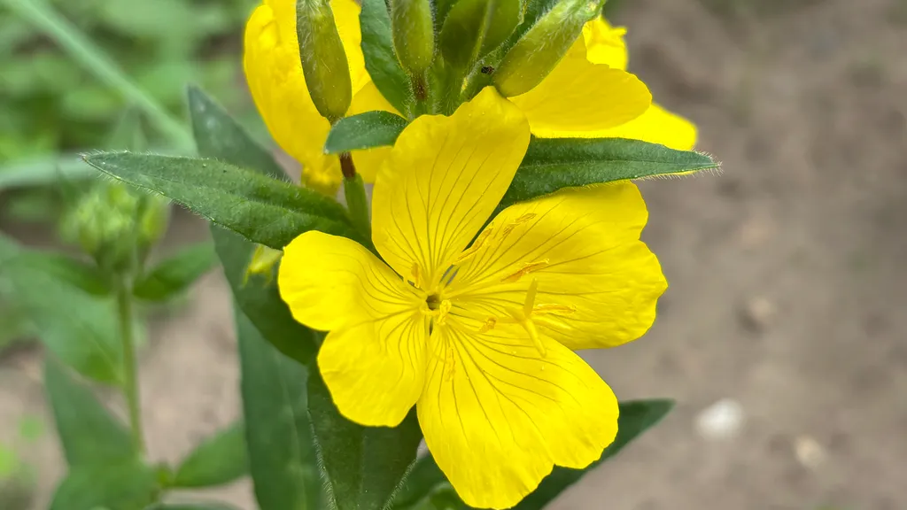 A close-up of bright yellow prairie sundrops flowers blooming in a native garden.