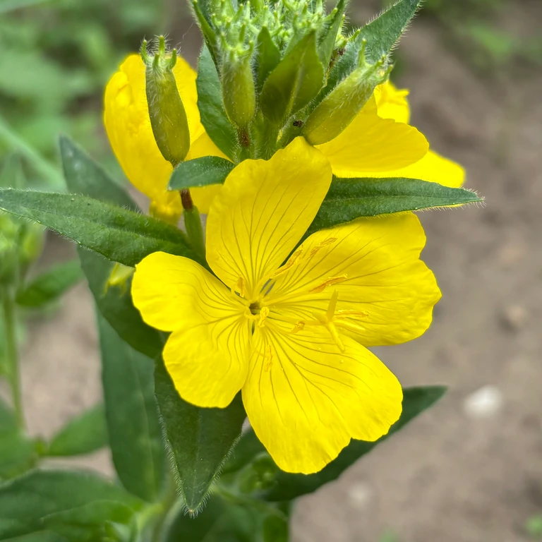 Close-up of prairie sundrops (Oenothera pilosella) in bloom — bright yellow flowers.