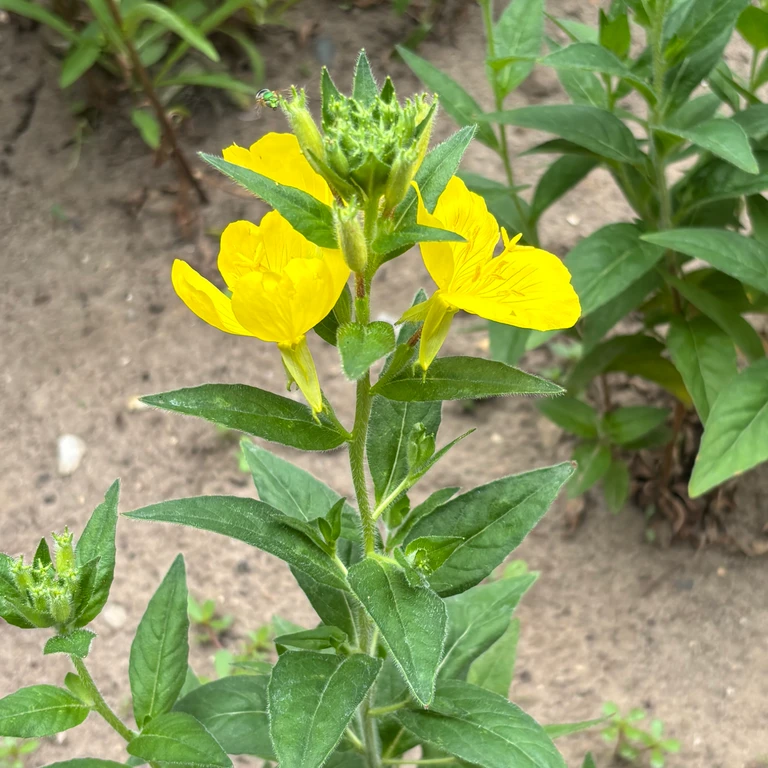 A small green sweat bee among the buds of bright yellow prairie sundrops flowers in a native garden.