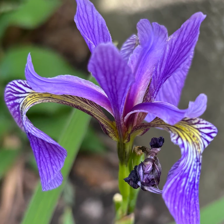 A close-up of a purple blue flag iris (Iris versicolor) flower with veined petals.
