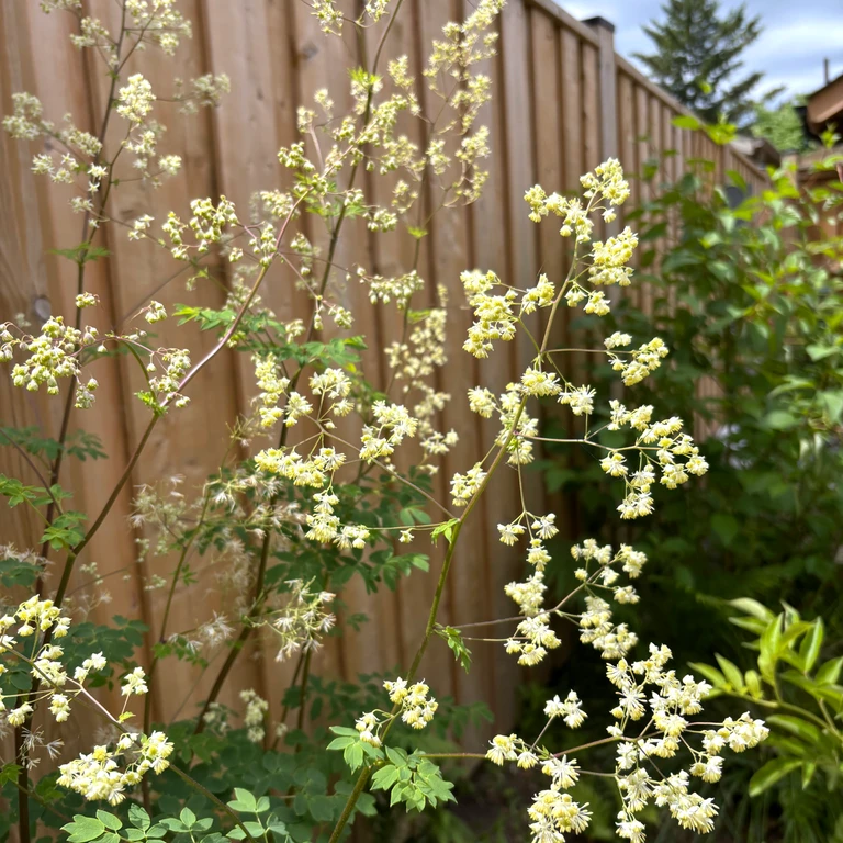 Tall meadow rue blooming with airy white flower clusters beside a wooden fence in a native garden.