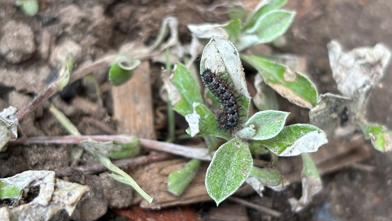 A close-up of an American lady caterpillar resting on the leaves of pussytoes (Antennaria spp.).