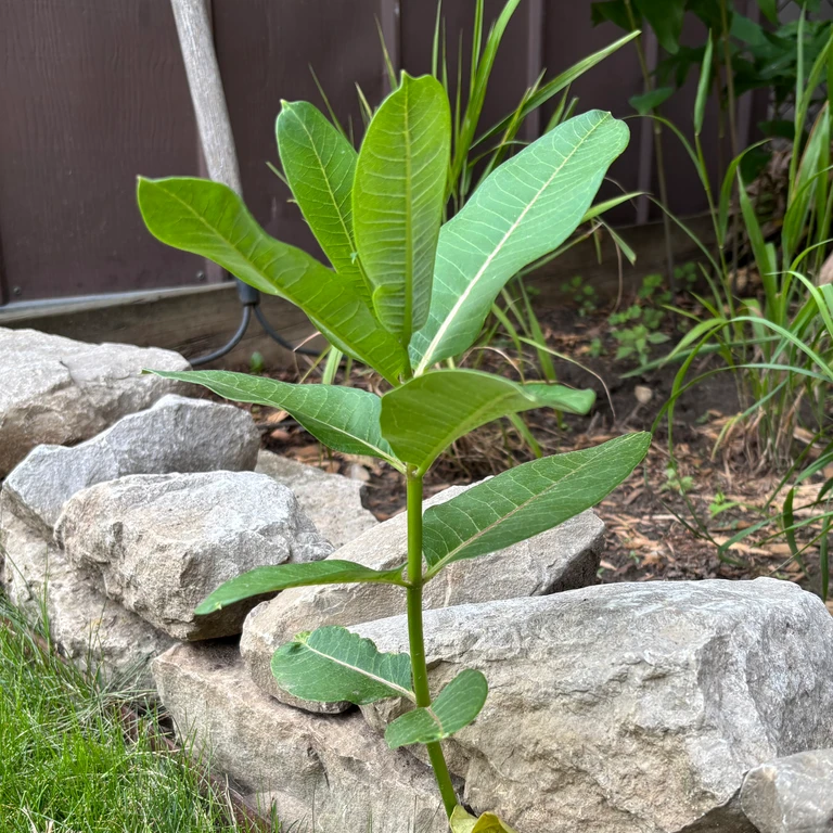 A young common milkweed (Asclepias syriaca) growing between the stones and cobwebs of a short rock wall.