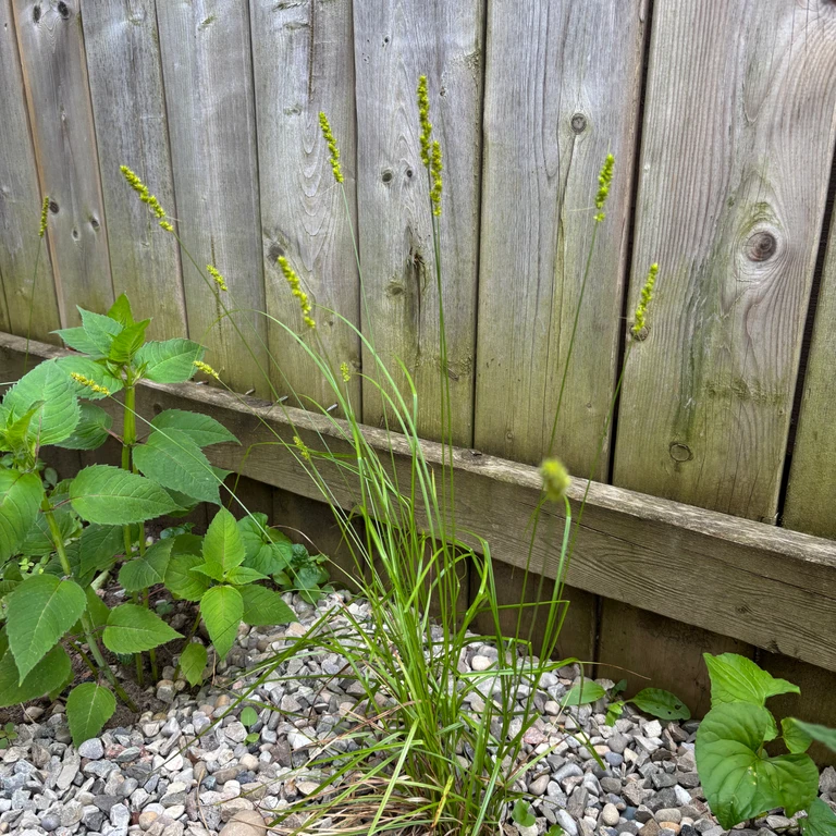 Fox sedge (Carex vulpinoidea) growing in a gravel garden bed beside a wooden fence. The image shows its arching green foliage and upright seedheads, highlighting the quiet structure and texture native sedges bring to ecological garden plantings.