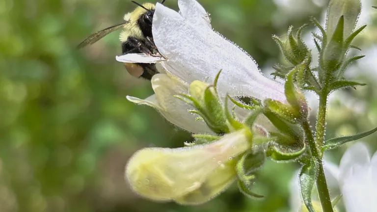A bumble bee visiting white flowers of foxglove beardtongue (Penstemon digitalis).