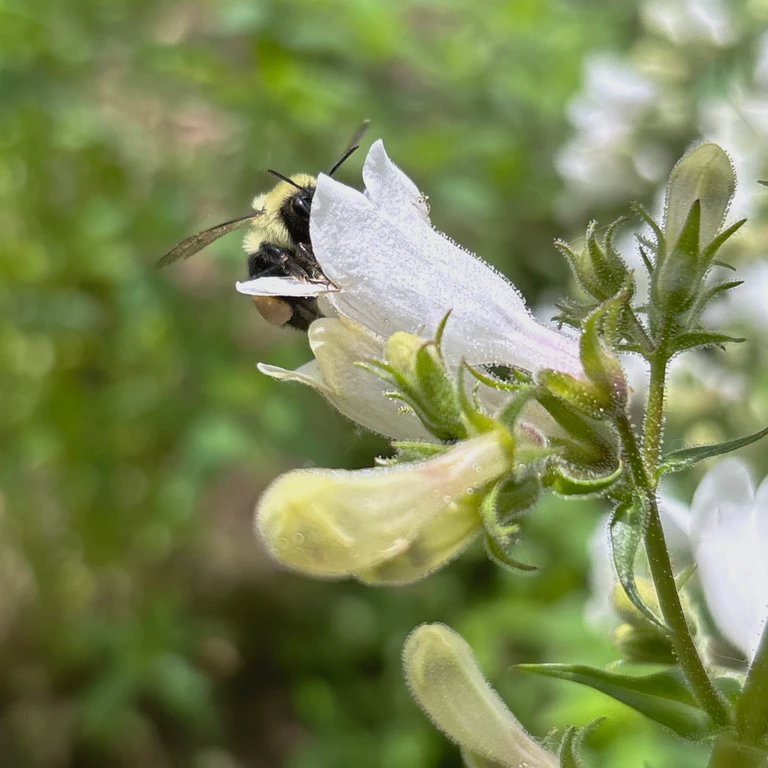 A bumble bee visiting white flowers of foxglove beardtongue (Penstemon digitalis).