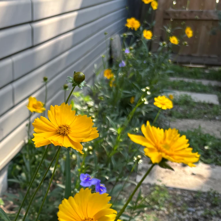 Bright yellow lance-leaf coreopsis flowers blooming with purple Ohio spiderworts in a narrow gravelly garden bed beside a house.