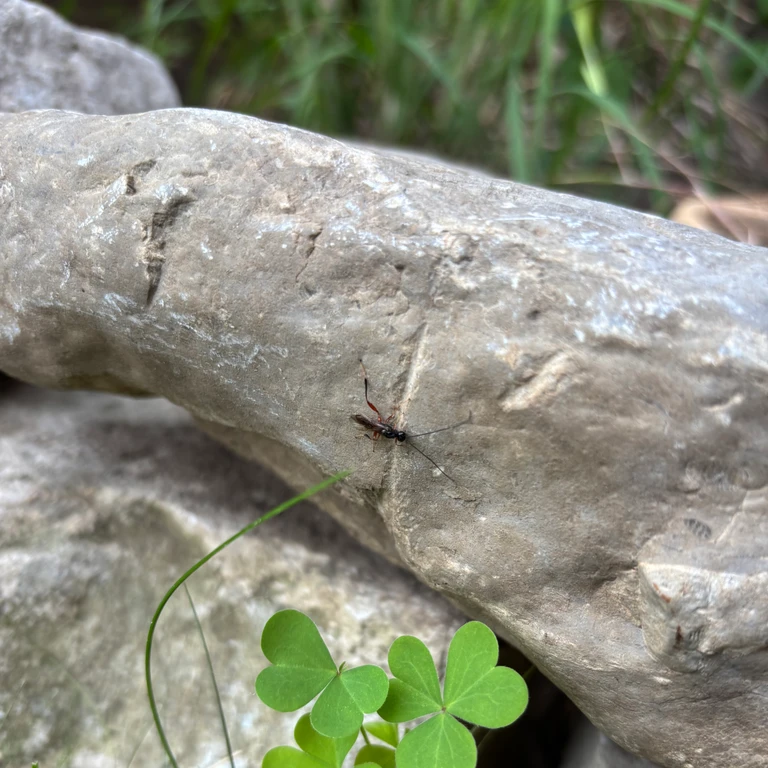 Close-up of a small parasitic wasp resting on a stone in a short garden rock wall.