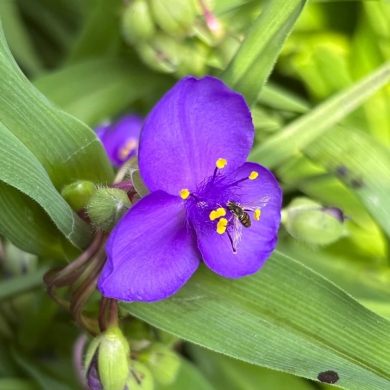 A small hoverfly resting on a purple Virginia spiderwort (Tradescantia virginiana) flower.