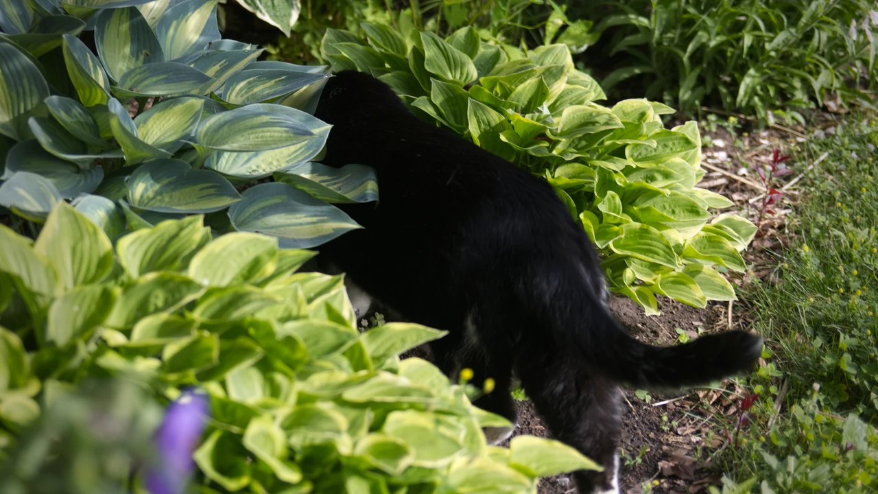 A black visiting cat moving through hostas and shade plants in the garden.
