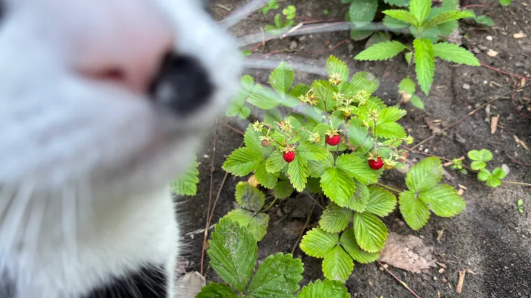 A black-and-white visiting cat close to the camera, with woodland strawberries growing in the garden behind her.