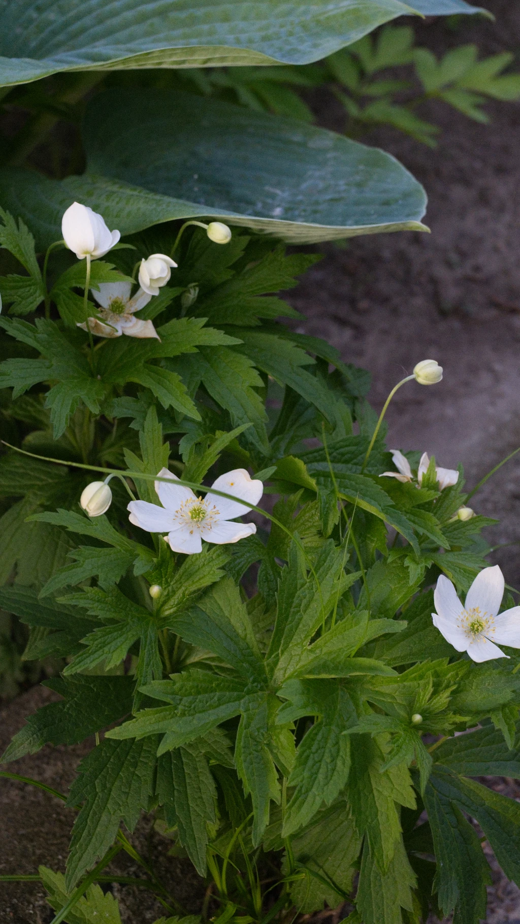 Canada anemone with white flowers and round buds growing from green leaves between cracks on June 5.