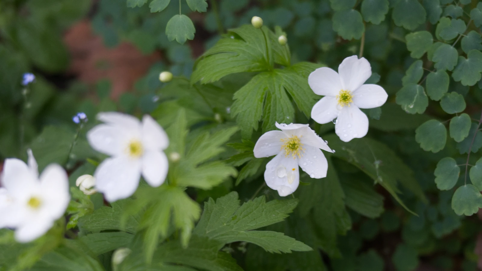 Canada anemone in bloom, with white flowers, yellow centres, and raindrops on the petals among green lobed leaves.