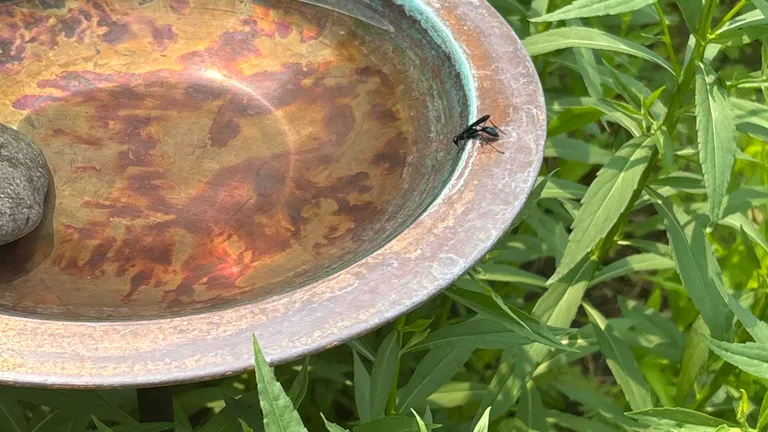 A black wasp drinking from the shallow copper bird bath, surrounded by common sneezeweed.