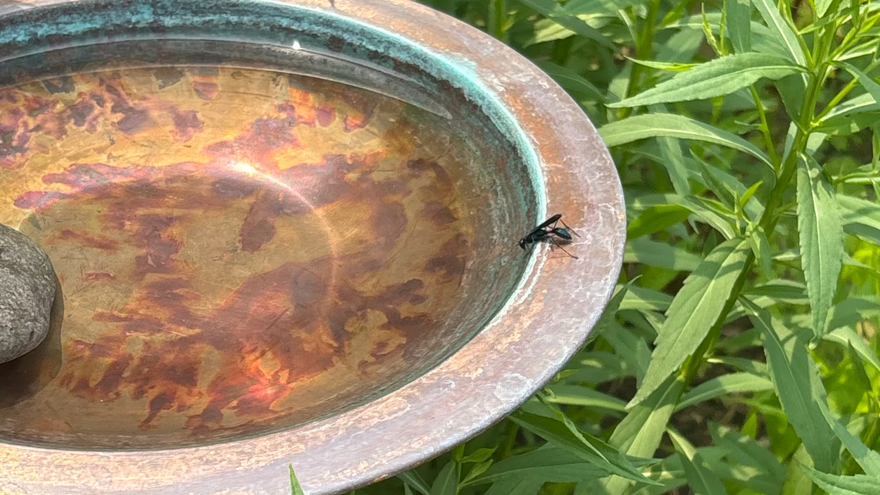 A black wasp drinking from the shallow copper bird bath, surrounded by common sneezeweed.