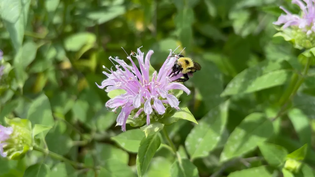 A bumblebee on wild bergamot (Monarda fistulosa)—July 19, 2026.