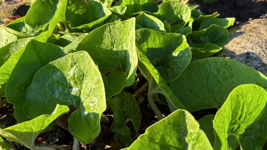Asarum canadense (Wild ginger) leaves growing low to the ground in warm garden light.