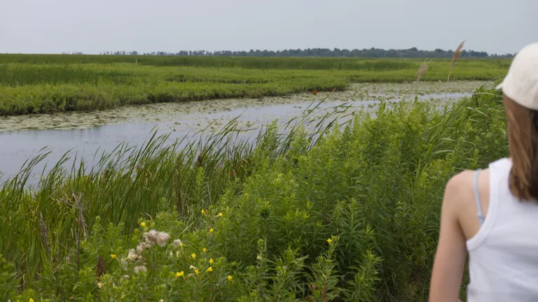 A child in a white cap looks across open water, reeds and tall grasses at Big Creek National Wildlife Area.