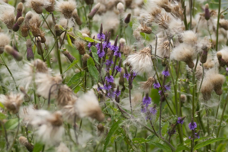 Purple blue vervain flowers growing among fluffy thistle seed heads and wetland vegetation.