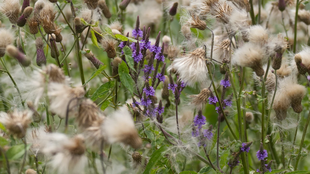 Purple blue vervain flowers growing among fluffy thistle seed heads and wetland vegetation.