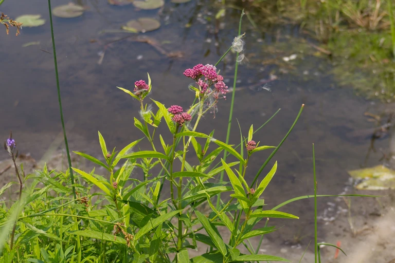 Pink swamp milkweed flowers growing at the edge of shallow wetland water at Big Creek National Wildlife Area.