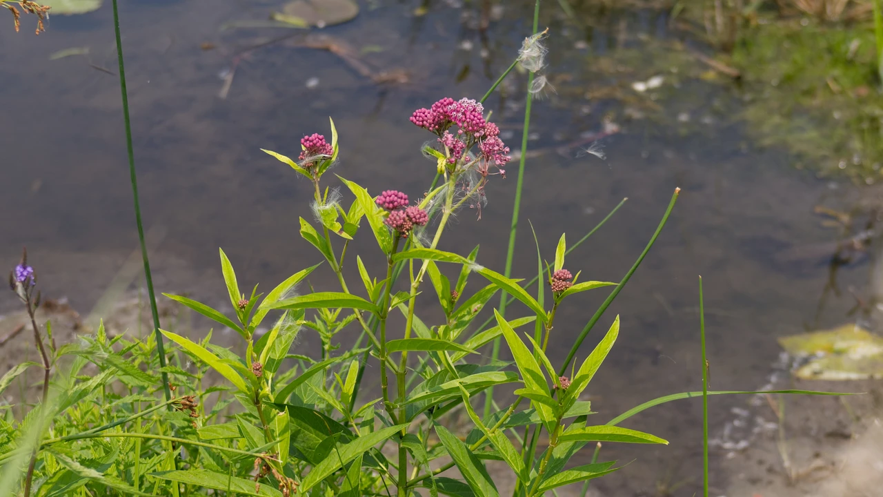 Pink swamp milkweed flowers growing at the edge of shallow wetland water at Big Creek National Wildlife Area.