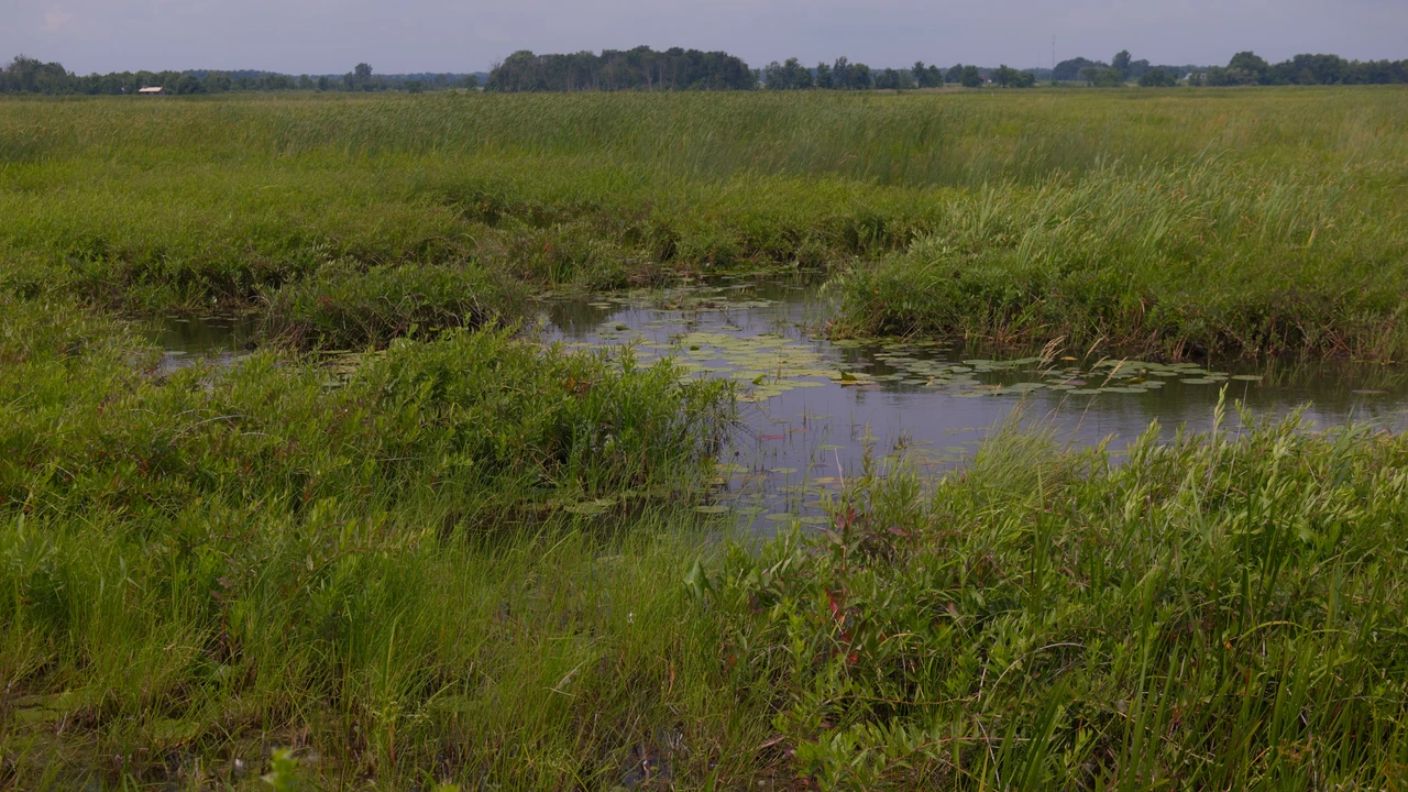Wind bends tall grasses and reeds around shallow wetland pools beneath a cloudy sky at Big Creek National Wildlife Area.