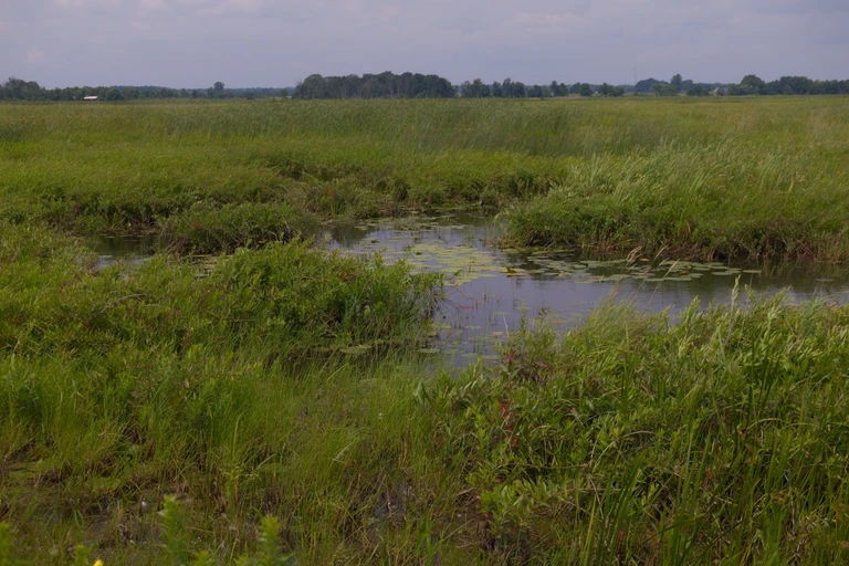 Wind bends tall grasses and reeds around shallow wetland pools beneath a cloudy sky at Big Creek National Wildlife Area.