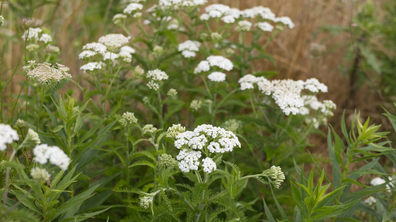 White yarrow flowers blooming among dense green vegetation along the wetland path at Big Creek National Wildlife Area.