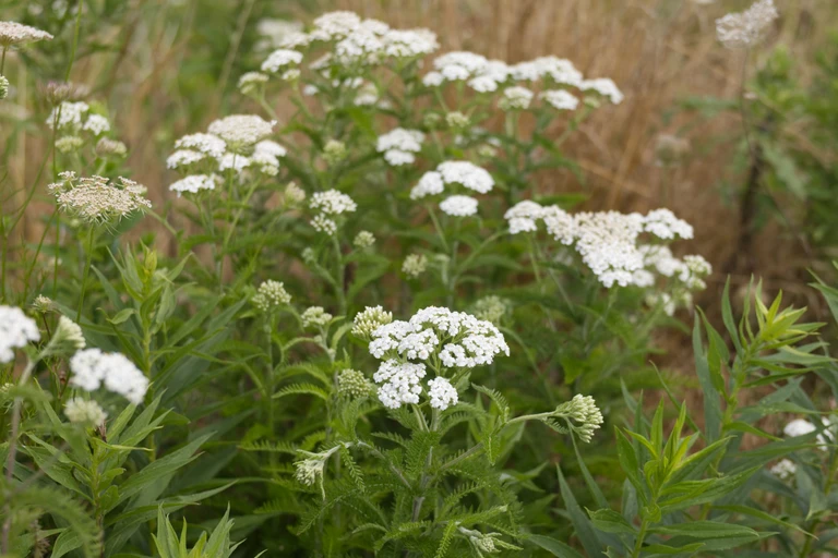 White yarrow flowers blooming among dense green vegetation along the wetland path at Big Creek National Wildlife Area.