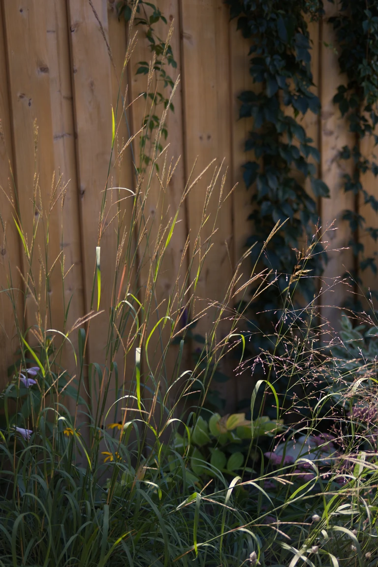 Tall big bluestem and switchgrass seedheads glowing in low September sunlight beside a wooden fence.